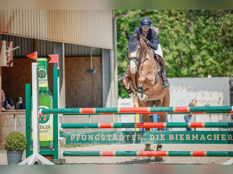 Hannoveriano Yegua 13 años 168 cm Alazán in Wächtersbach