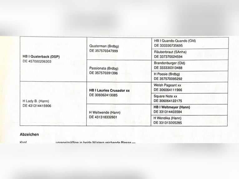 Hannoveriano Yegua 13 años 168 cm Alazán-tostado in Kleinbundenbach