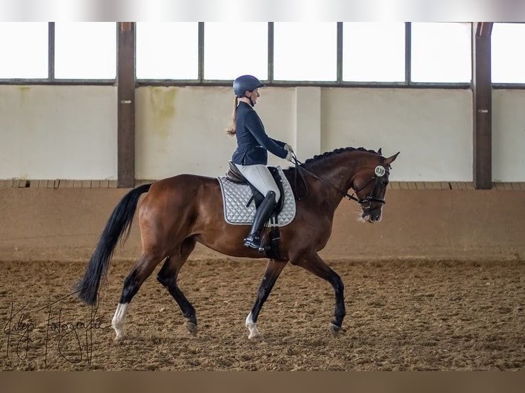 Hannoveriano Yegua 13 años 168 cm Castaño in Münster