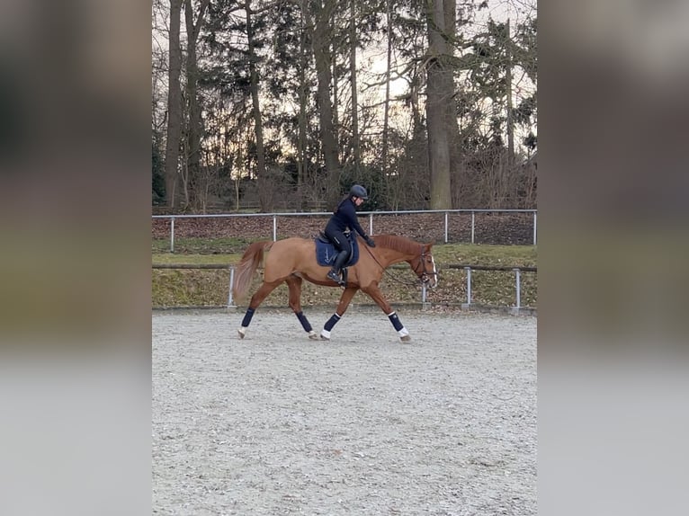 Hannoveriano Yegua 13 años 170 cm Alazán-tostado in Bremen