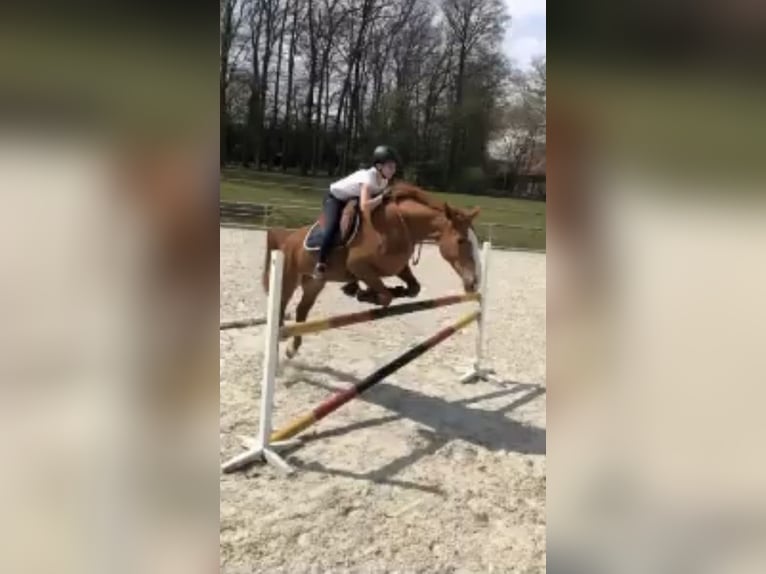 Hannoveriano Yegua 13 años 170 cm Alazán-tostado in Bremen