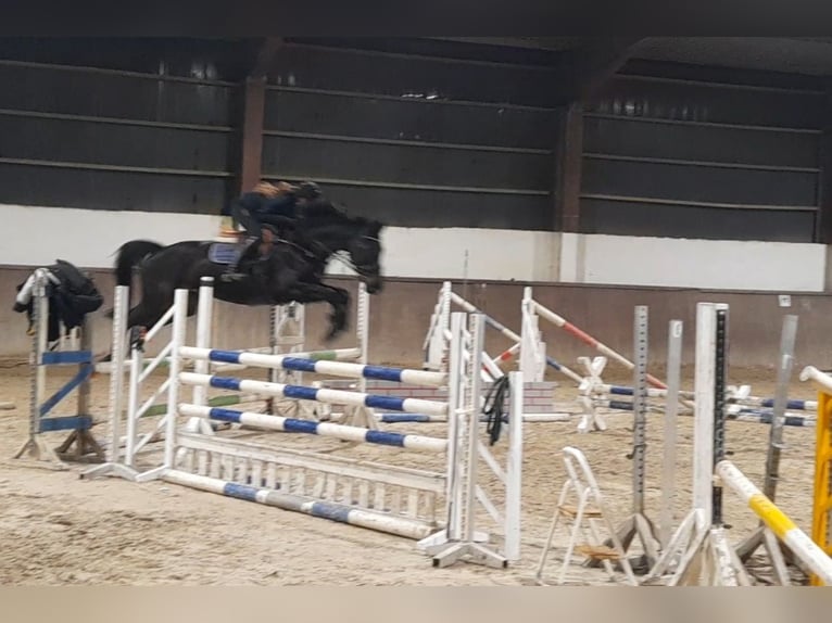 Hannoveriano Yegua 13 años 170 cm Castaño oscuro in Könnern