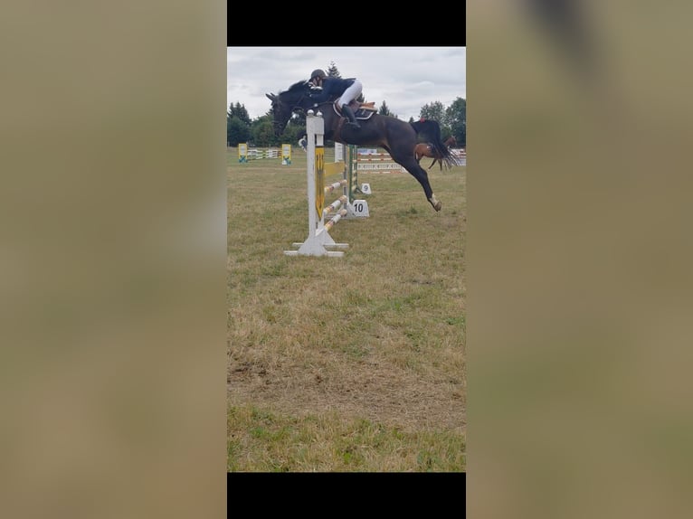 Hannoveriano Yegua 13 años 170 cm Castaño oscuro in Könnern