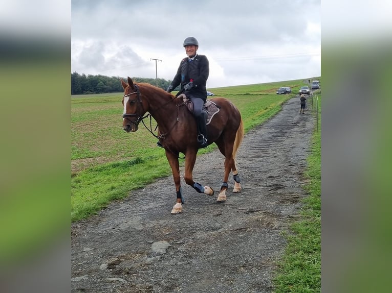 Hannoveriano Yegua 13 años 171 cm Alazán in Hünstetten