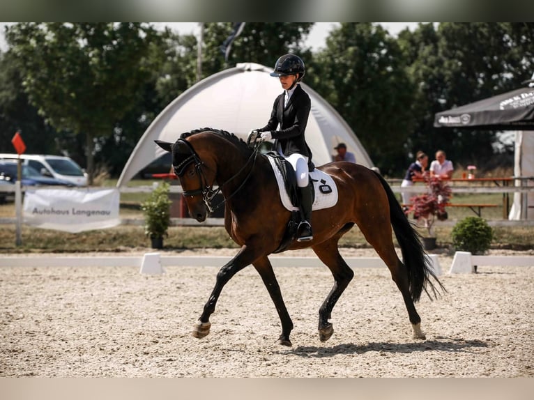 Hannoveriano Yegua 13 años 171 cm Castaño oscuro in Elchingen