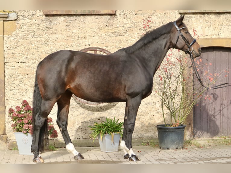 Hannoveriano Yegua 13 años 172 cm Castaño oscuro in Glandorf