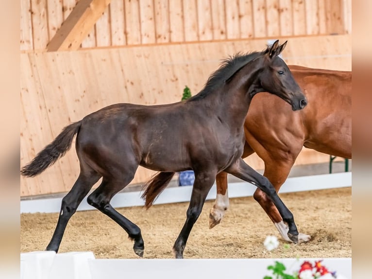 Hannoveriano Yegua 13 años 173 cm Alazán in Wolfsbach