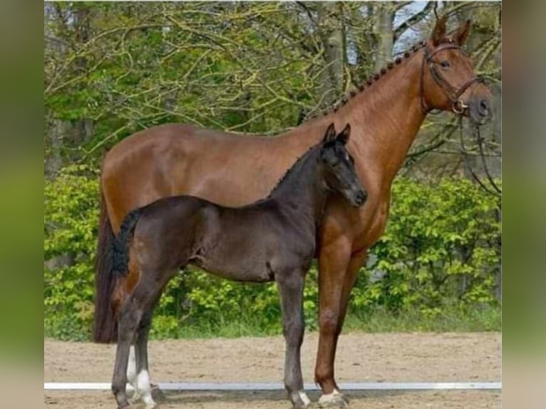 Hannoveriano Yegua 13 años 173 cm Alazán in Wolfsbach