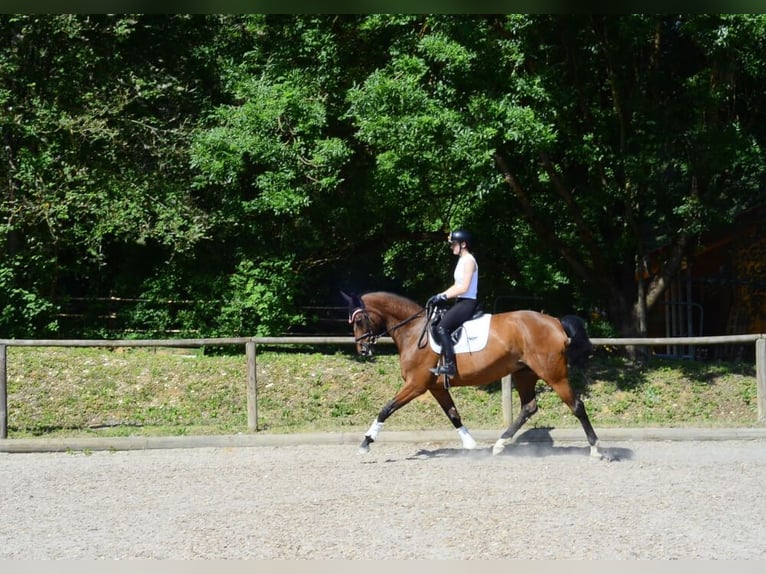 Hannoveriano Yegua 13 años 174 cm Castaño in Wellheim