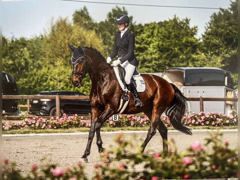 Hannoveriano Yegua 13 años 175 cm Castaño oscuro in Dünsen