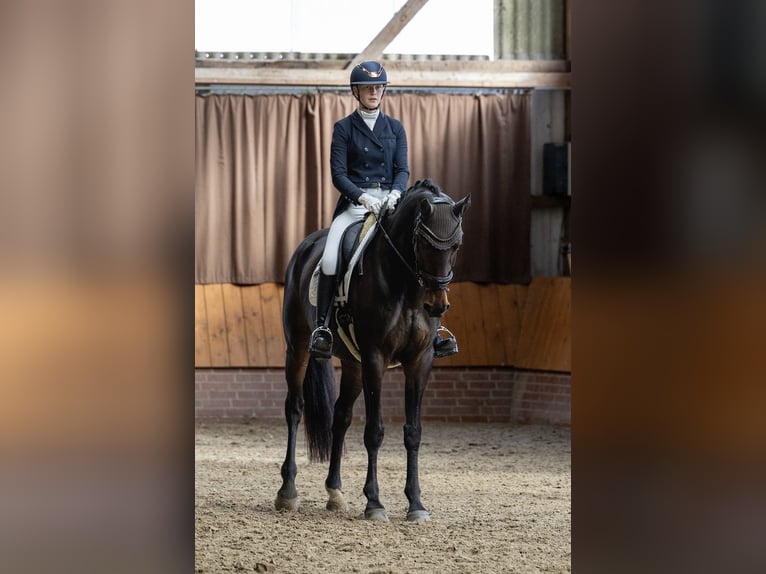 Hannoveriano Yegua 13 años 175 cm Castaño oscuro in Dünsen