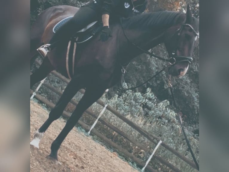 Hannoveriano Yegua 13 años 175 cm Castaño oscuro in Rhauderfehn