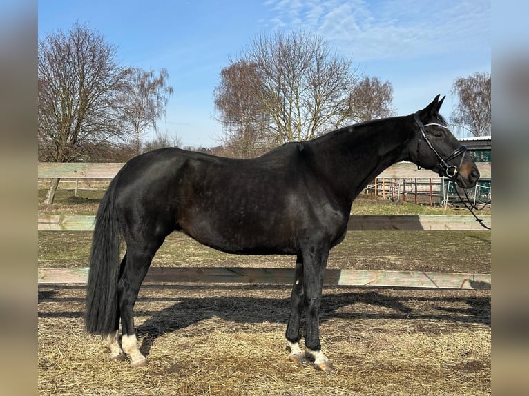 Hannoveriano Yegua 13 años 175 cm Castaño oscuro in Hildesheim