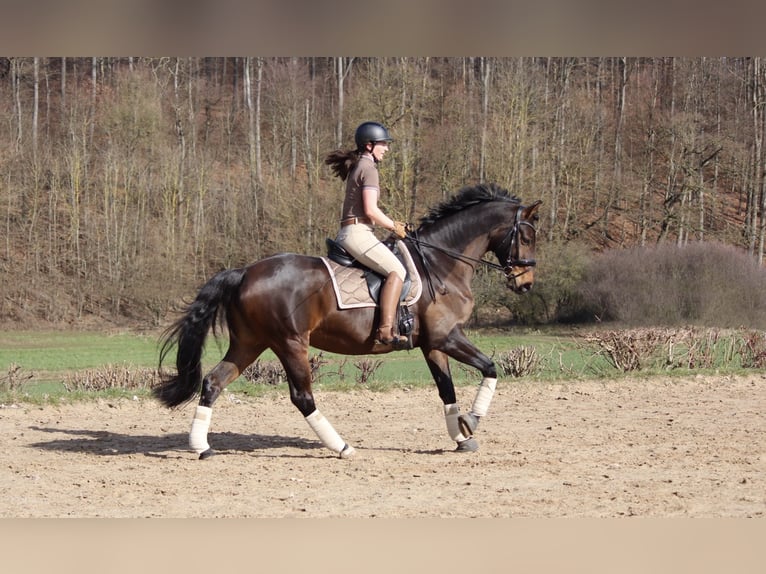 Hannoveriano Yegua 14 años 164 cm Castaño in Habichtswald