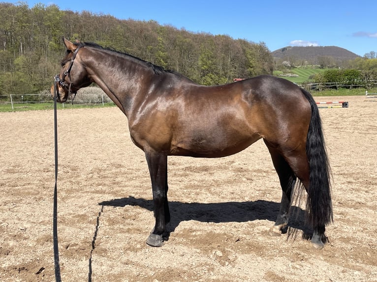 Hannoveriano Yegua 14 años 164 cm Castaño in Habichtswald
