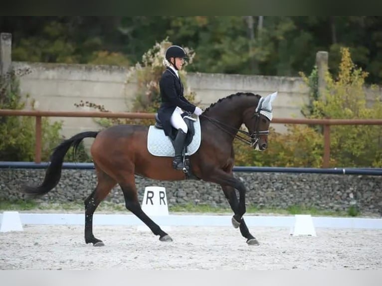 Hannoveriano Yegua 14 años 165 cm Castaño in Br&#xFC;nn