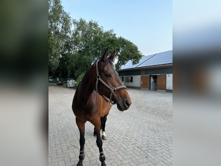 Hannoveriano Yegua 14 años 165 cm Castaño oscuro in Norderstedt