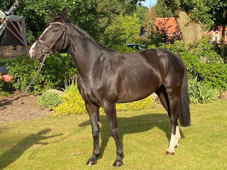Hannoveriano Yegua 14 años 167 cm Negro in Hamburg Groß Flottbek