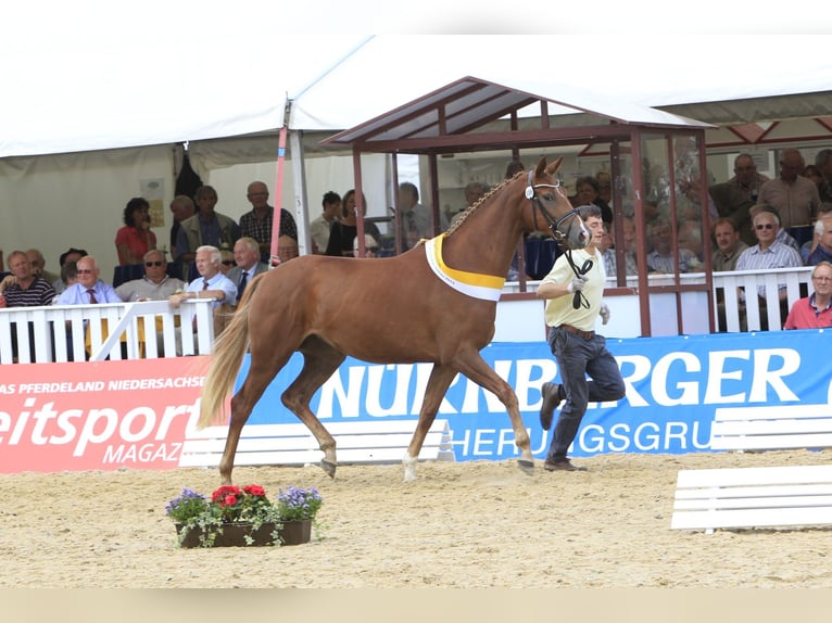 Hannoveriano Yegua 14 años 168 cm Alazán-tostado in G&#xF6;denstorf