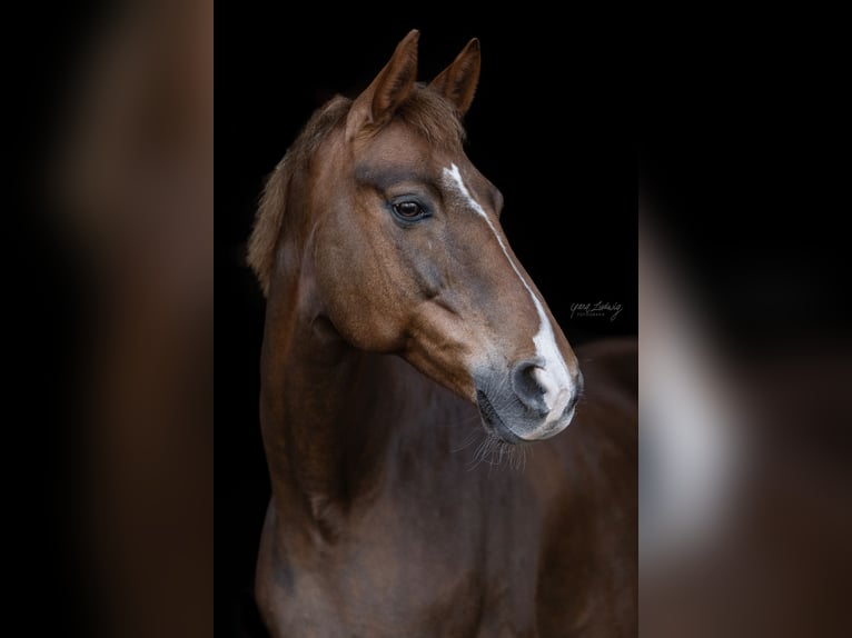 Hannoveriano Yegua 14 años 168 cm Alazán-tostado in G&#xF6;denstorf