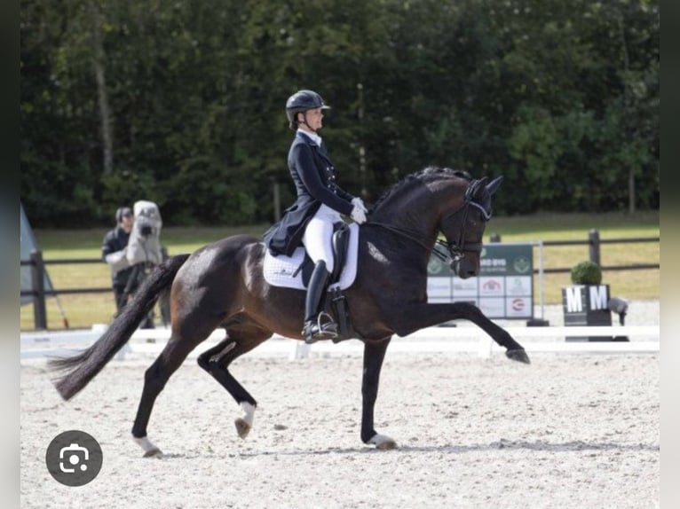 Hannoveriano Yegua 14 años 170 cm Alazán-tostado in Eilenburg