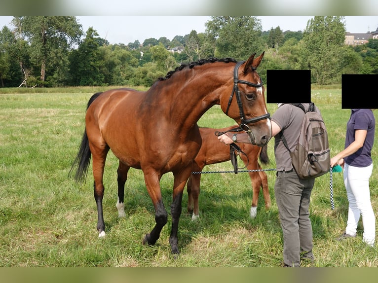 Hannoveriano Yegua 14 años 170 cm Castaño in Saarbrücken