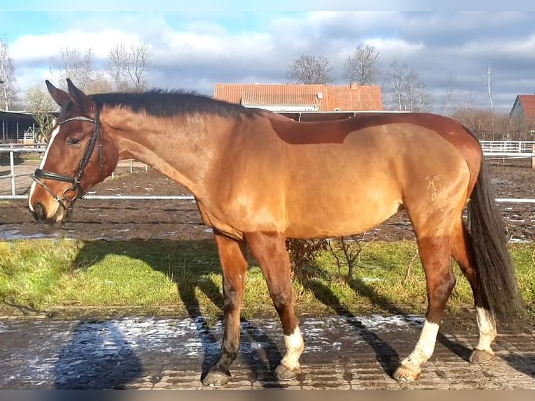 Hannoveriano Yegua 14 años 171 cm Castaño in Adelheidsdorf
