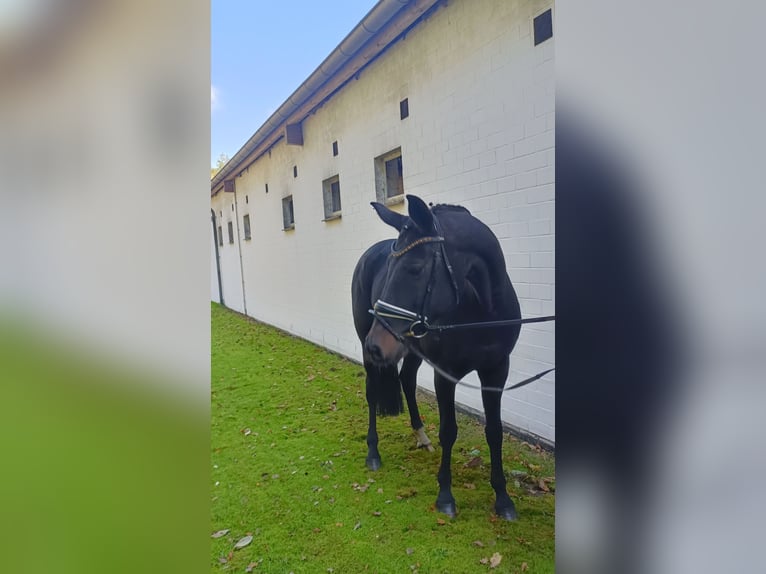 Hannoveriano Yegua 14 años 171 cm Castaño oscuro in Barenburg