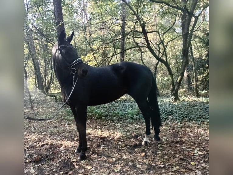 Hannoveriano Yegua 14 años 171 cm Castaño oscuro in Barenburg