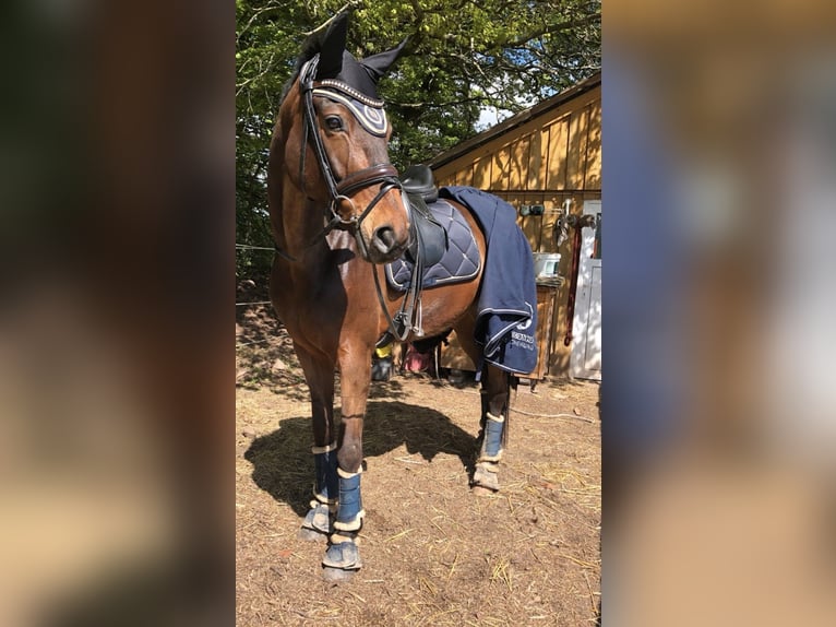 Hannoveriano Yegua 14 años 179 cm Castaño in DüsseldorfDüsseldorf Hannoveriano Yegua 14 años 179 cm Castaño in DüsseldorfDüsseldorf
