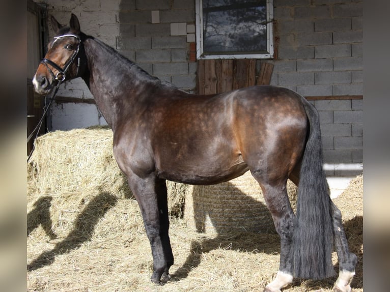 Hannoveriano Yegua 14 años 180 cm Castaño oscuro in Winhöring