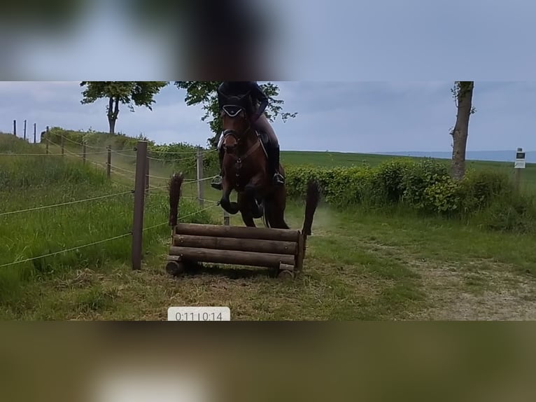 Hannoveriano Yegua 15 años 162 cm Castaño in Springe