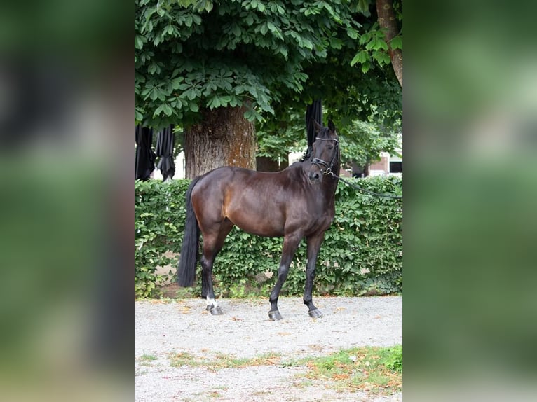 Hannoveriano Yegua 15 años 163 cm Castaño oscuro in Alzenau