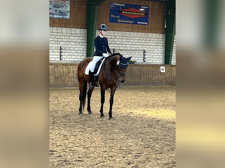 Hannoveriano Yegua 15 años 164 cm Castaño in Rhede