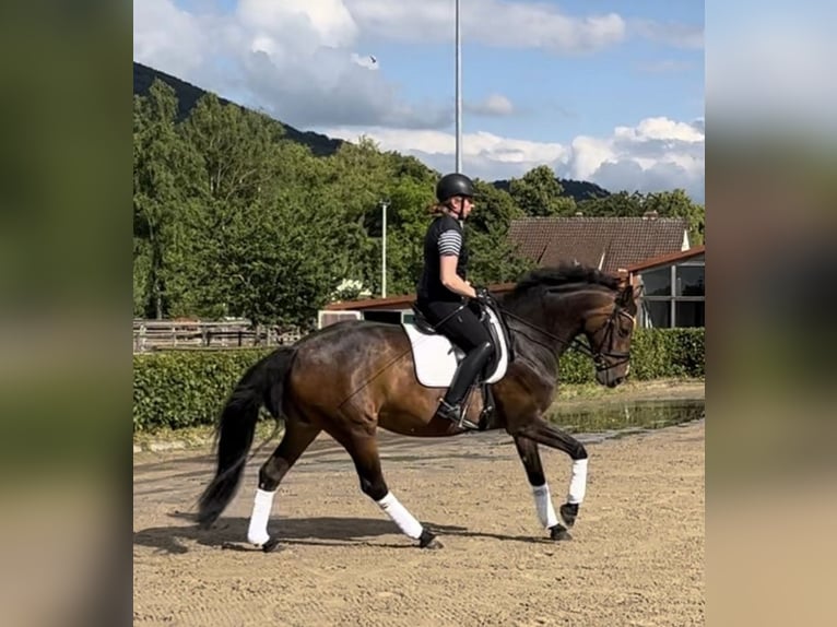 Hannoveriano Yegua 15 años 165 cm Castaño in Coppenbrügge