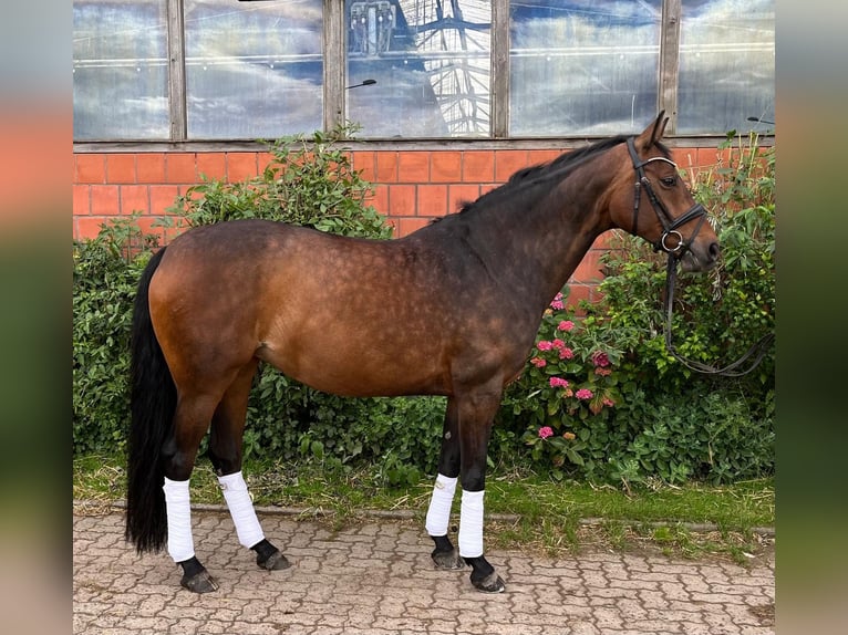 Hannoveriano Yegua 15 años 165 cm Castaño in Coppenbrügge