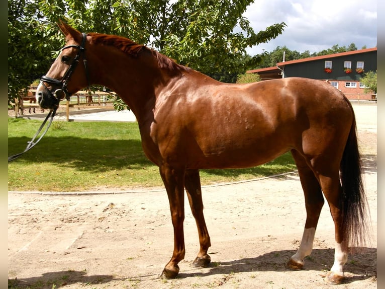 Hannoveriano Yegua 15 años 166 cm Alazán-tostado in Kirchlinteln