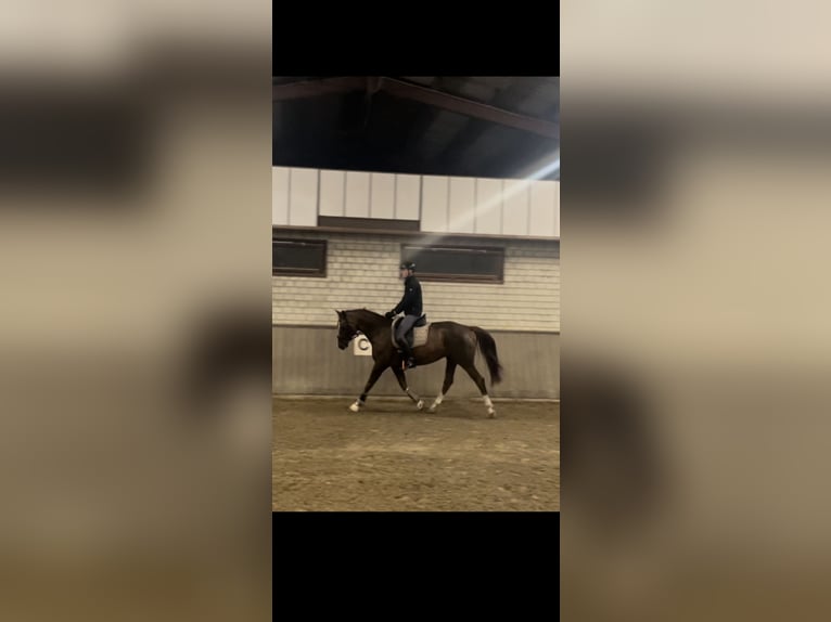 Hannoveriano Yegua 15 años 166 cm Alazán-tostado in Recke
