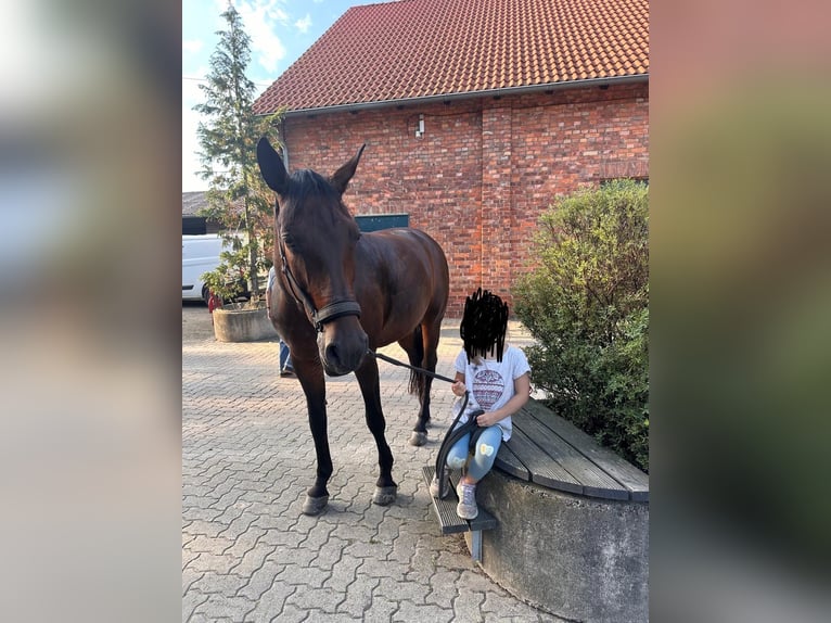 Hannoveriano Yegua 15 años 166 cm Castaño oscuro in Langenhagen