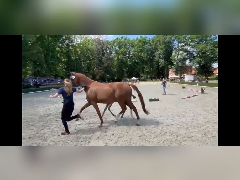 Hannoveriano Yegua 15 años 167 cm Alazán in Butjadingen