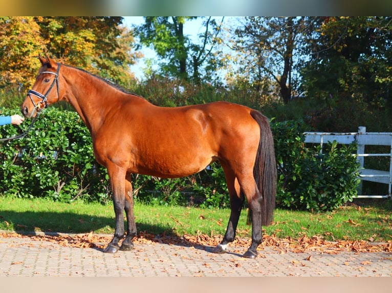 Hannoveriano Yegua 15 años 167 cm Castaño in Selsingen