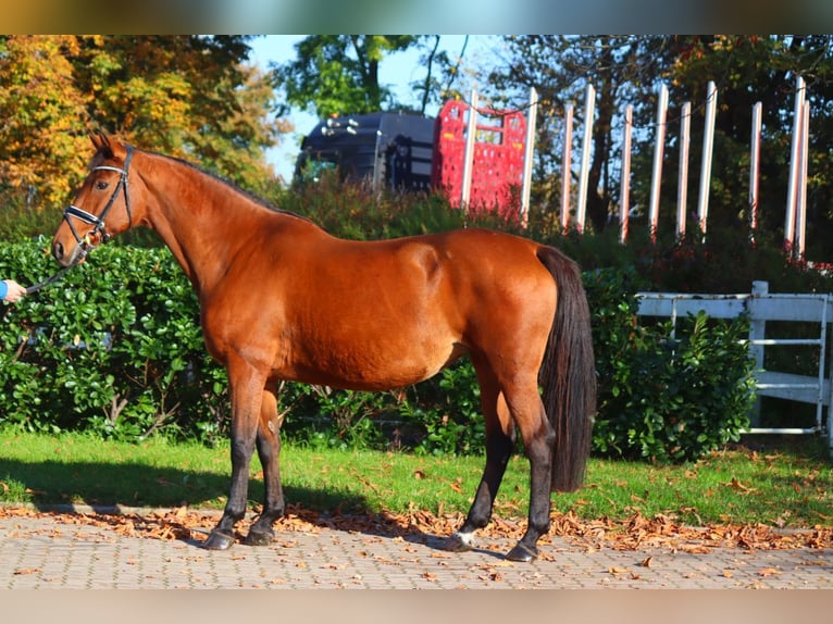 Hannoveriano Yegua 15 años 167 cm Castaño in Selsingen