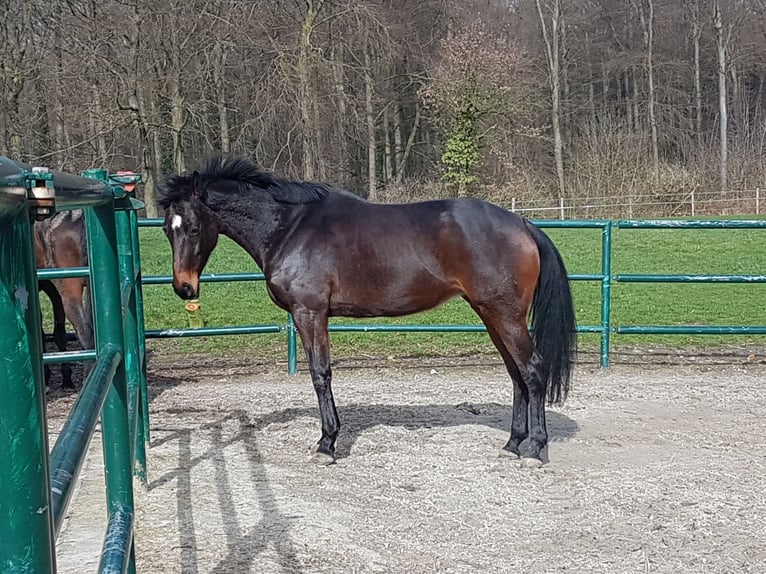 Hannoveriano Yegua 15 años 168 cm Morcillo in Horstmar