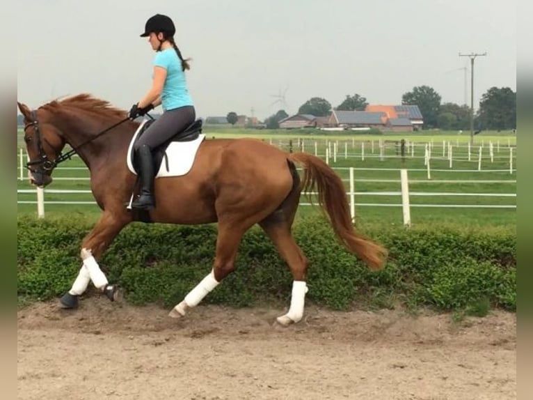 Hannoveriano Yegua 15 años 170 cm Alazán in Beaumont pied-de-boeuf