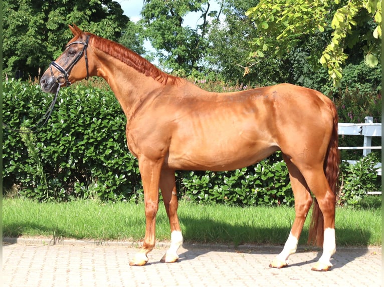 Hannoveriano Yegua 15 años 170 cm Alazán in Selsingen