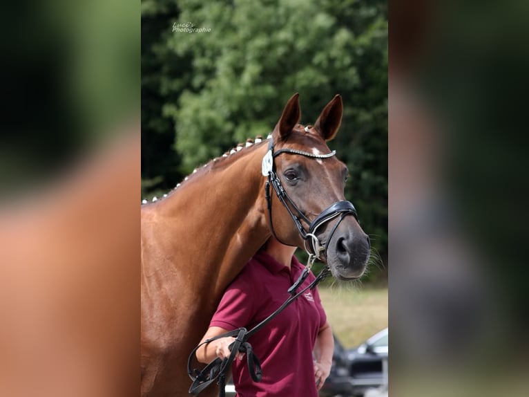 Hannoveriano Yegua 15 años 170 cm Alazán-tostado in Eilenburg