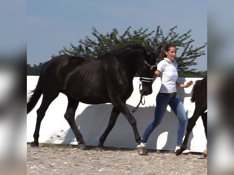 Hannoveriano Yegua 15 años 170 cm Negro in Belgern