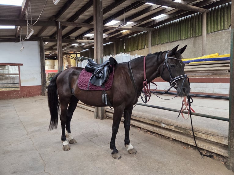 Hannoveriano Yegua 15 años 170 cm Negro in Tholey