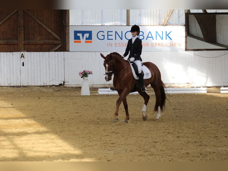 Hannoveriano Yegua 15 años 172 cm Alazán in Sprockhövel