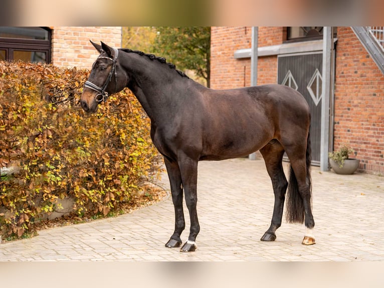 Hannoveriano Yegua 15 años 172 cm Castaño oscuro in Berlin